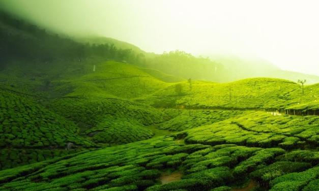 Well-Being – The Unbeatable Human Benefits Of Being Surrounded By Greenery